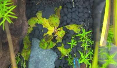 ニムファミクランサを増やしはじめました