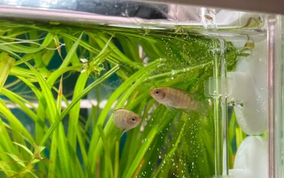 スカーレットジェムらをお迎えしました