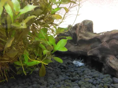 えびが脱皮しました