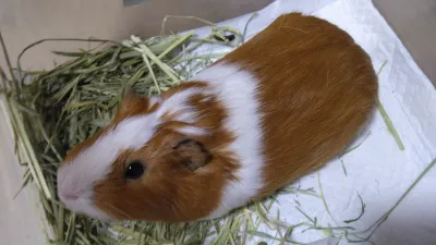 【速報】祝900ぐらむ突破