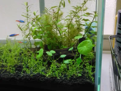 ミニマッシュルームをお招きしました