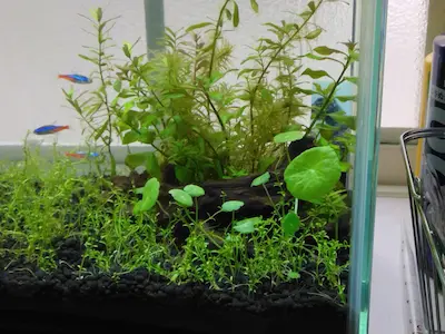 ミニマッシュルームをお招きしました