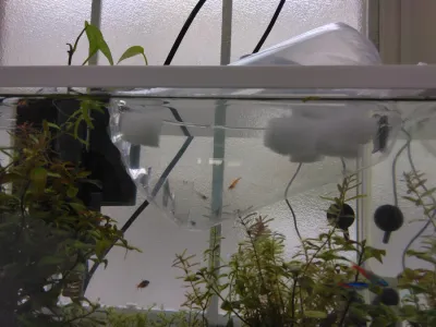 チェリーシュリンプをお迎えしました