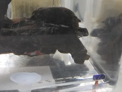 ルリーシュリンプらをお迎えしました