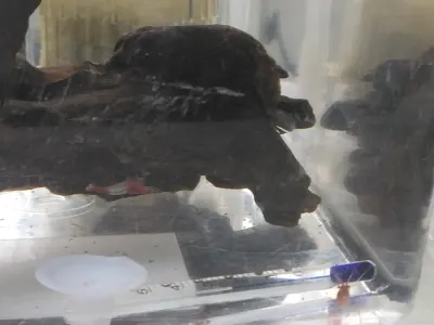 ルリーシュリンプらをお迎えしました