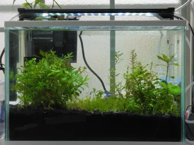 トリミングしました