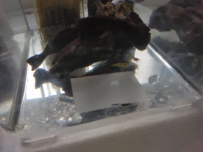 ルリーシュリンプらを東京からお招きしました