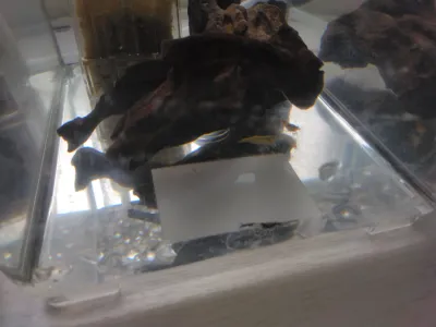 ルリーシュリンプらを東京からお招きしました