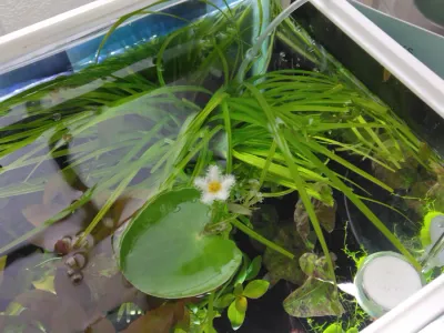 シペルスヘルフェリーとニムファミクランサとガガブタをお迎えしました