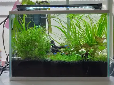 トリミングをしました