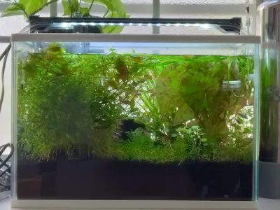 トリミングをしました