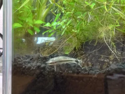 オトシンクルスをお迎えしました