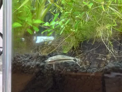 オトシンクルスをお迎えしました