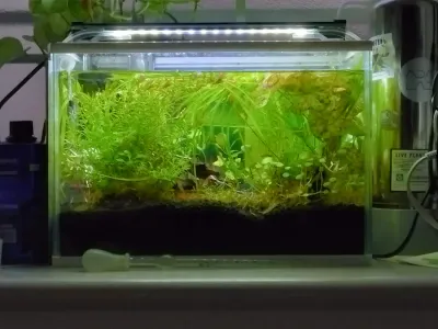 トリミングをしました