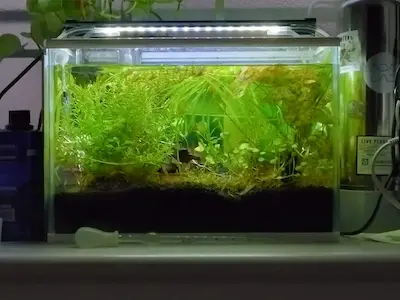 トリミングをしました
