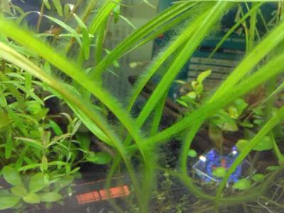 遮光効果ありませんでした