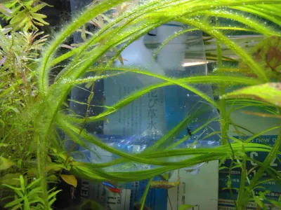 えび達をお迎えしました