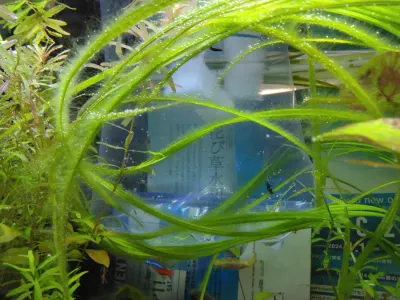 えび達をお迎えしました