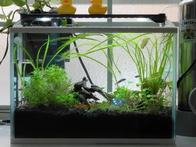 トリミングをしました