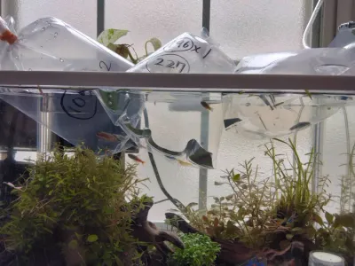 えびとグローライトテトラとオトシンと侘び草とリバースグレインフレッシュをお迎えしました