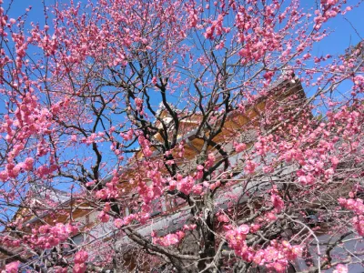 梅を見に行きました