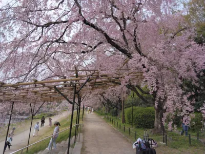 桜を見てきました