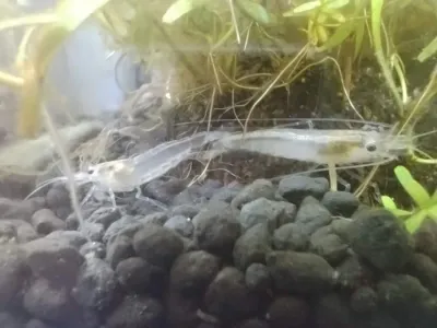 ヤマトヌマエビ スノーホワイトをお迎えしました