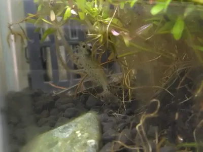 ヤマトヌマエビとチェリーシュリンプをお迎えしました