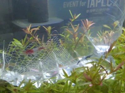 ルリーシュリンプをお迎えしました