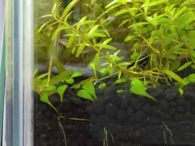 稚えびをお迎えしていました