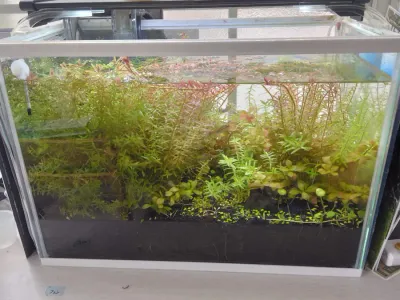 トリミングをしました