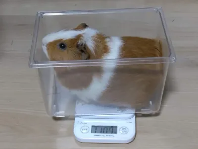 成果
