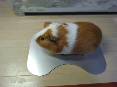 ひんやりする板をお迎えしました
